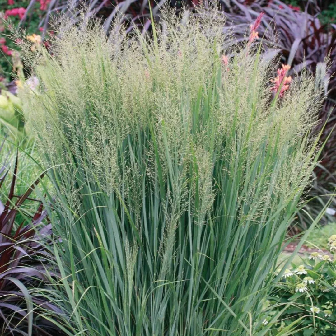 Panicum 'Northwind'