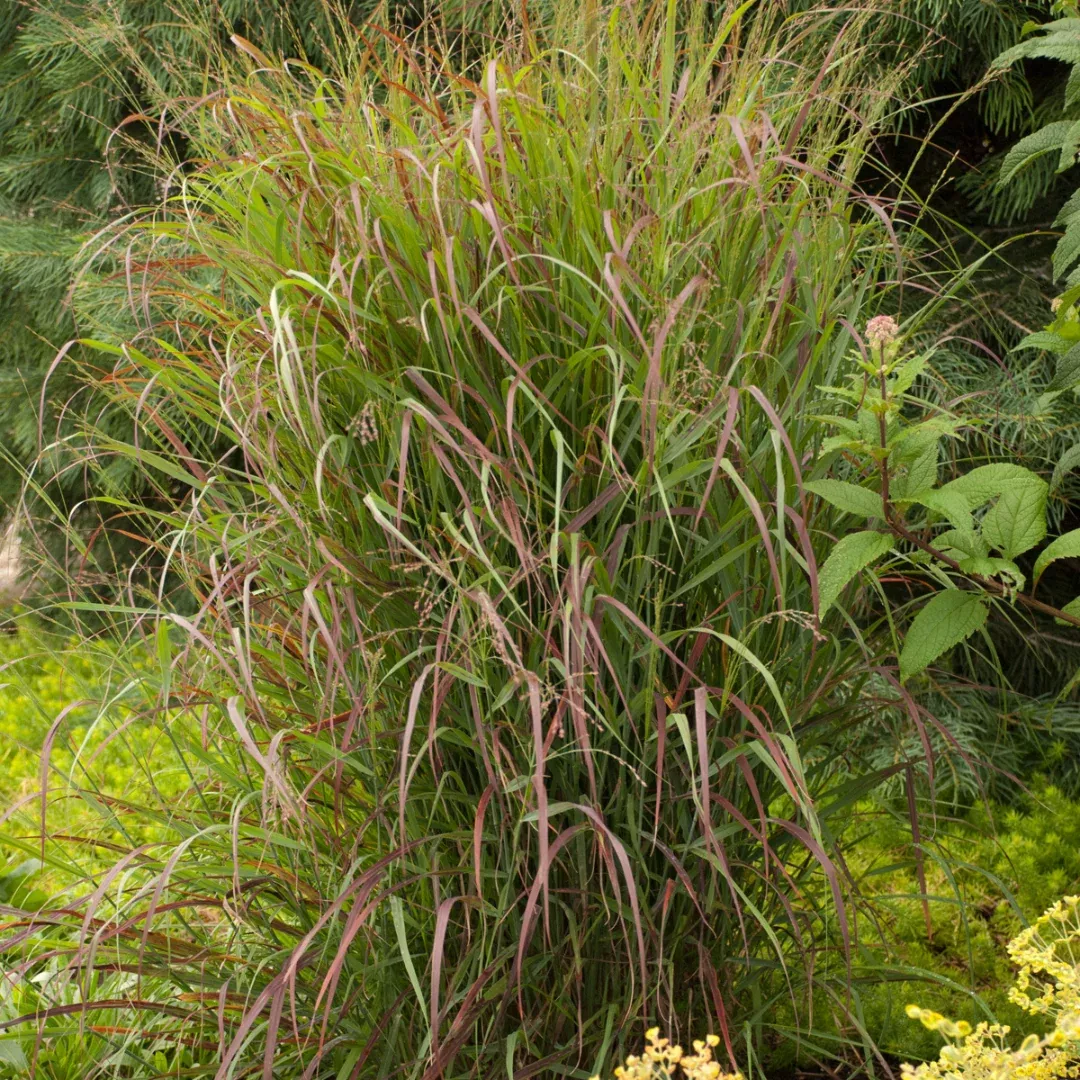 Panicum 'Prairie Fire'