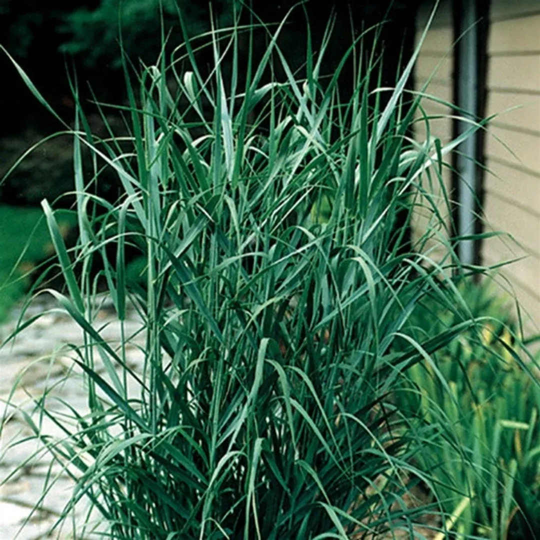 Panicum 'Prairie Sky'