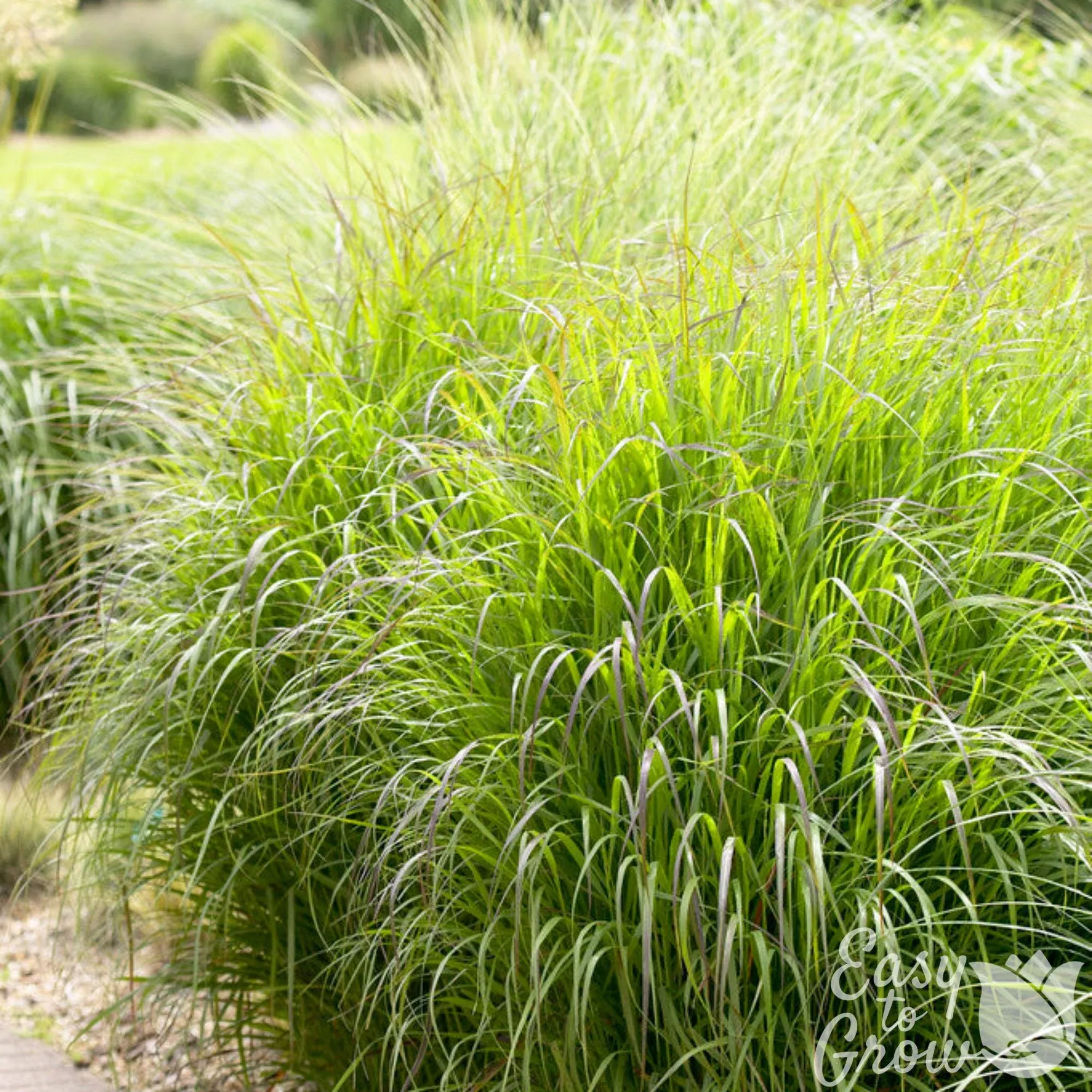 Panicum Shenandoah Grass 2 Pack