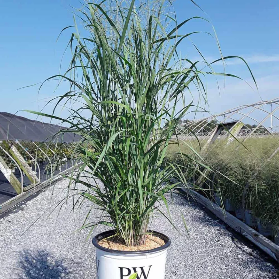 Panicum 'Totem Pole'