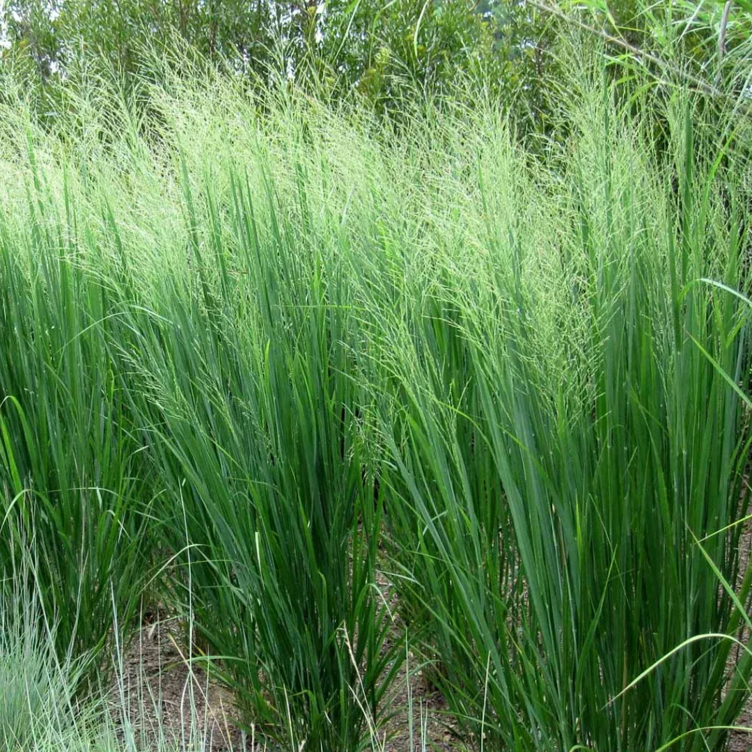 Panicum virgatum