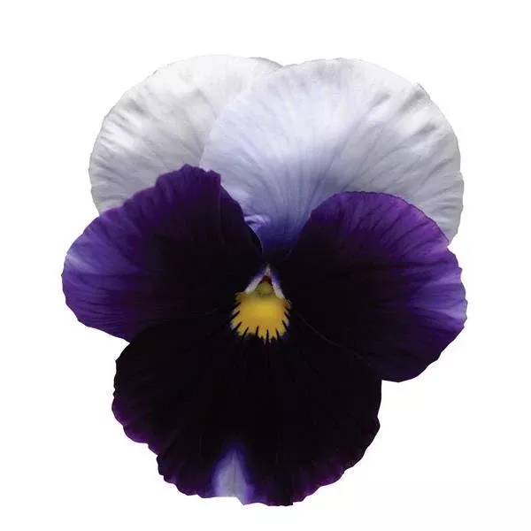 Pansy,Matrix