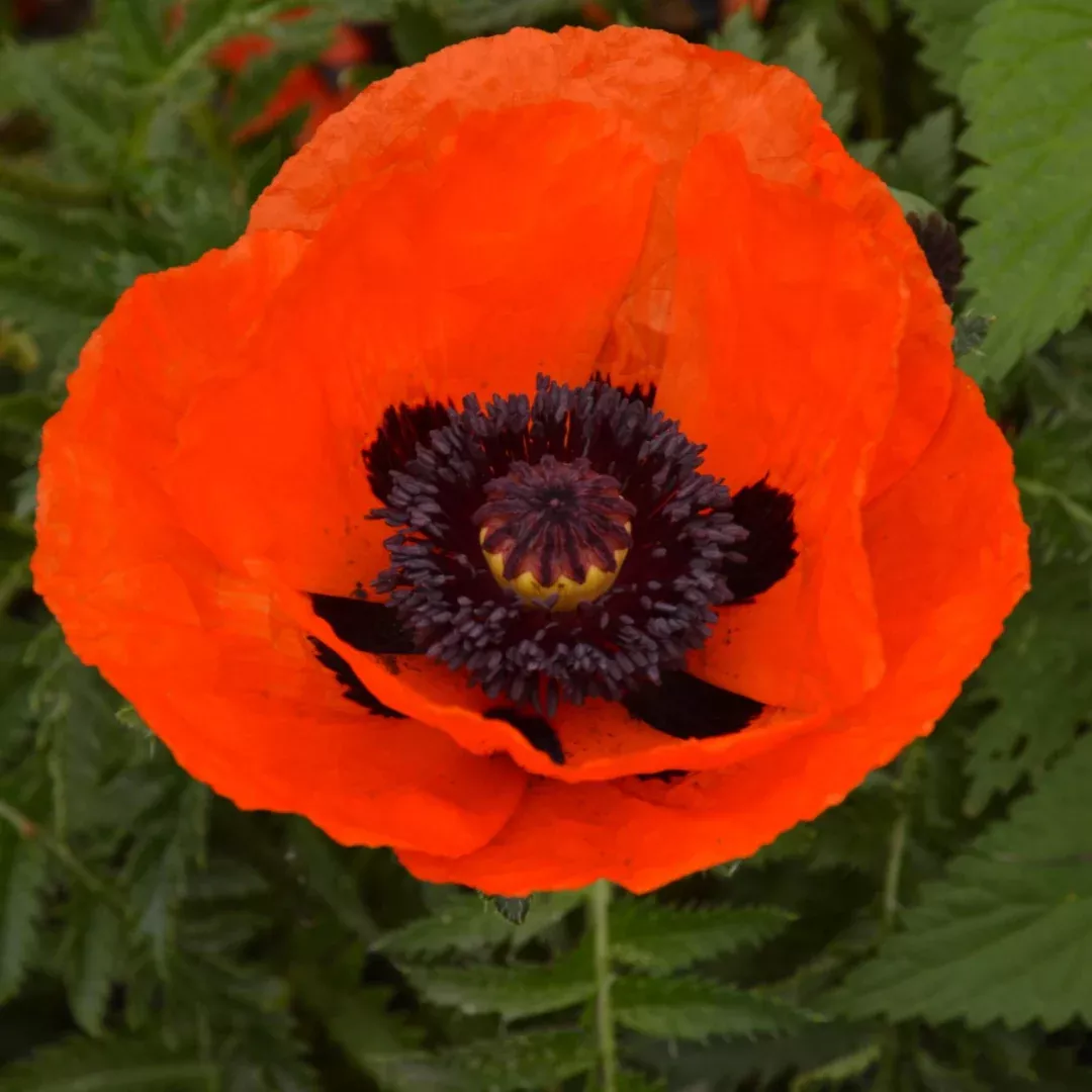 Papaver 'Brilliant'