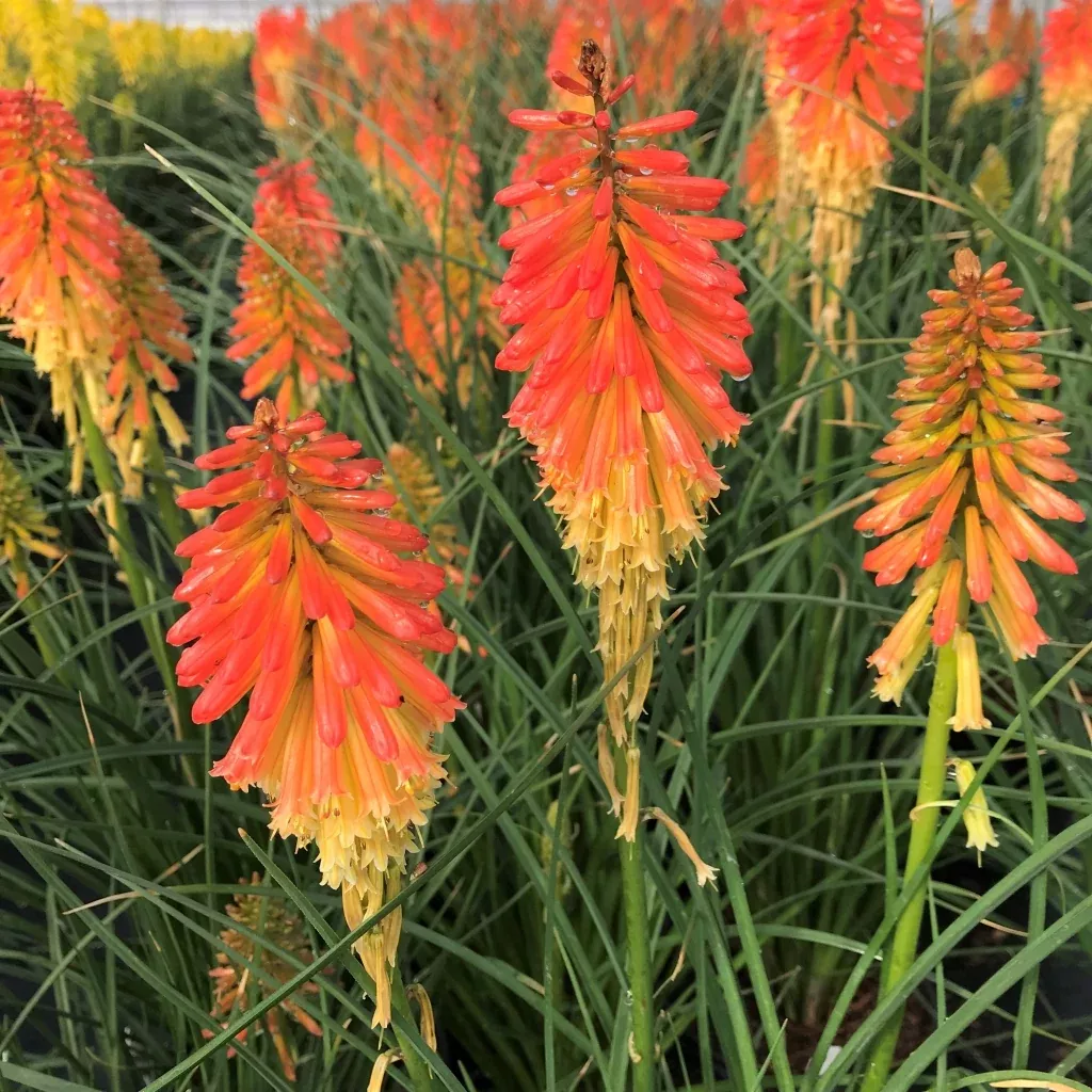 'Papaya Popsicle' Red Hot Poker