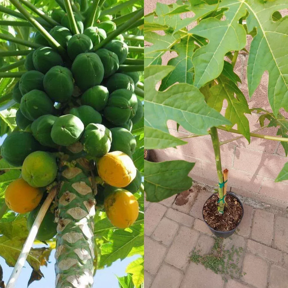 Papaya Solo Hawaiian Tropical Fruit Tree (30~36 Inch Height)