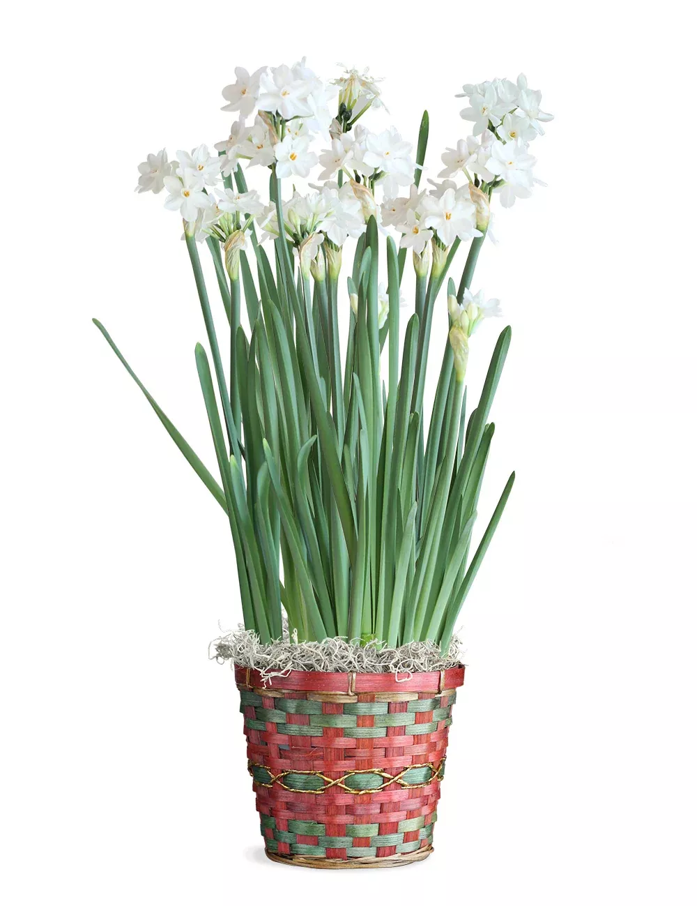 Paperwhite Bamboo Basket