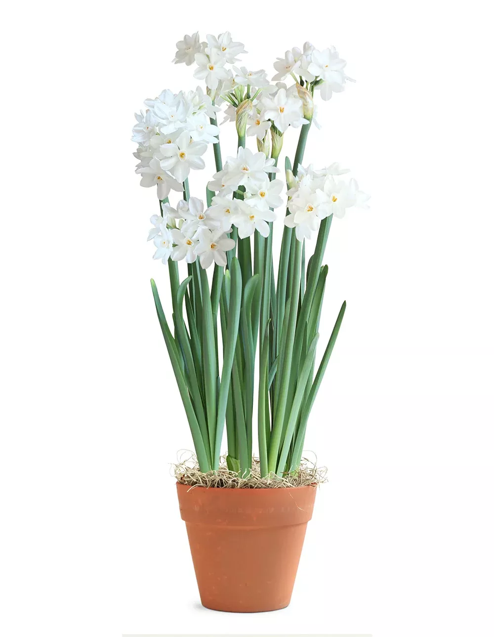 Paperwhites in Faux Terracotta