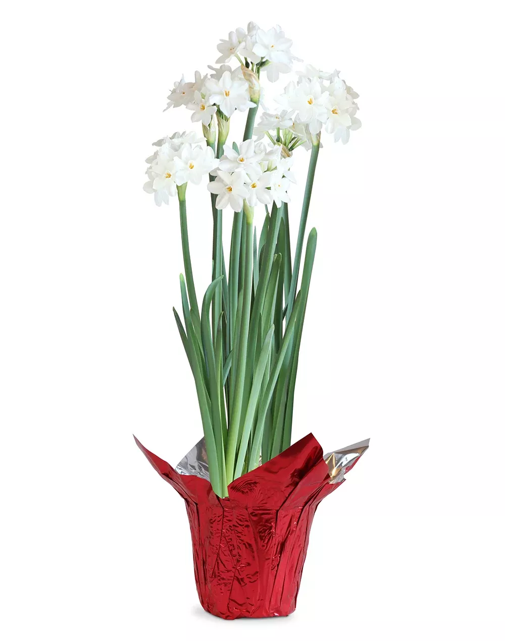 Paperwhites in Red Foil