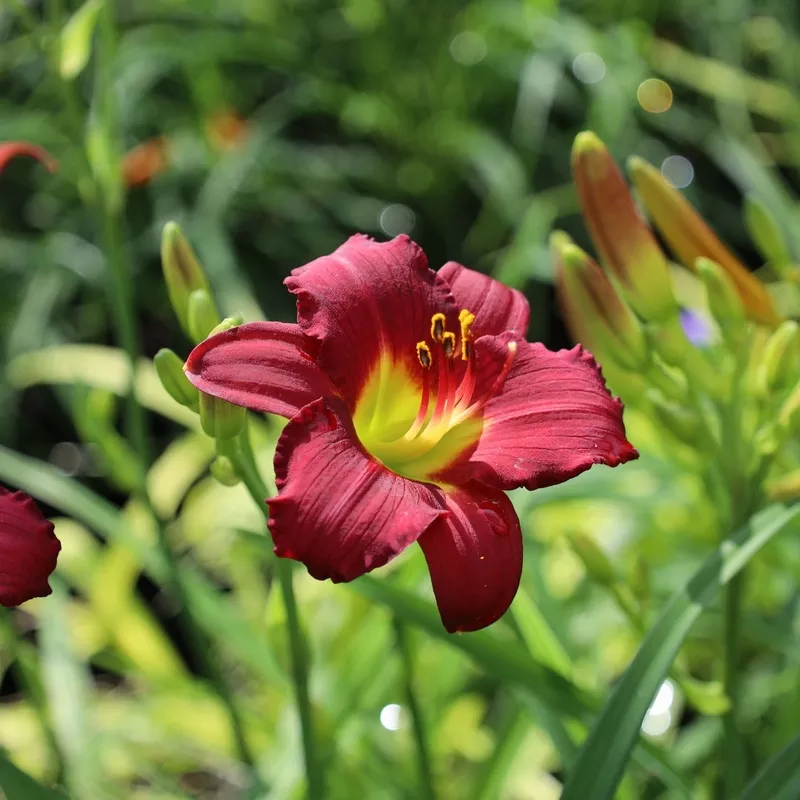 ‘Pardon Me’ Daylily