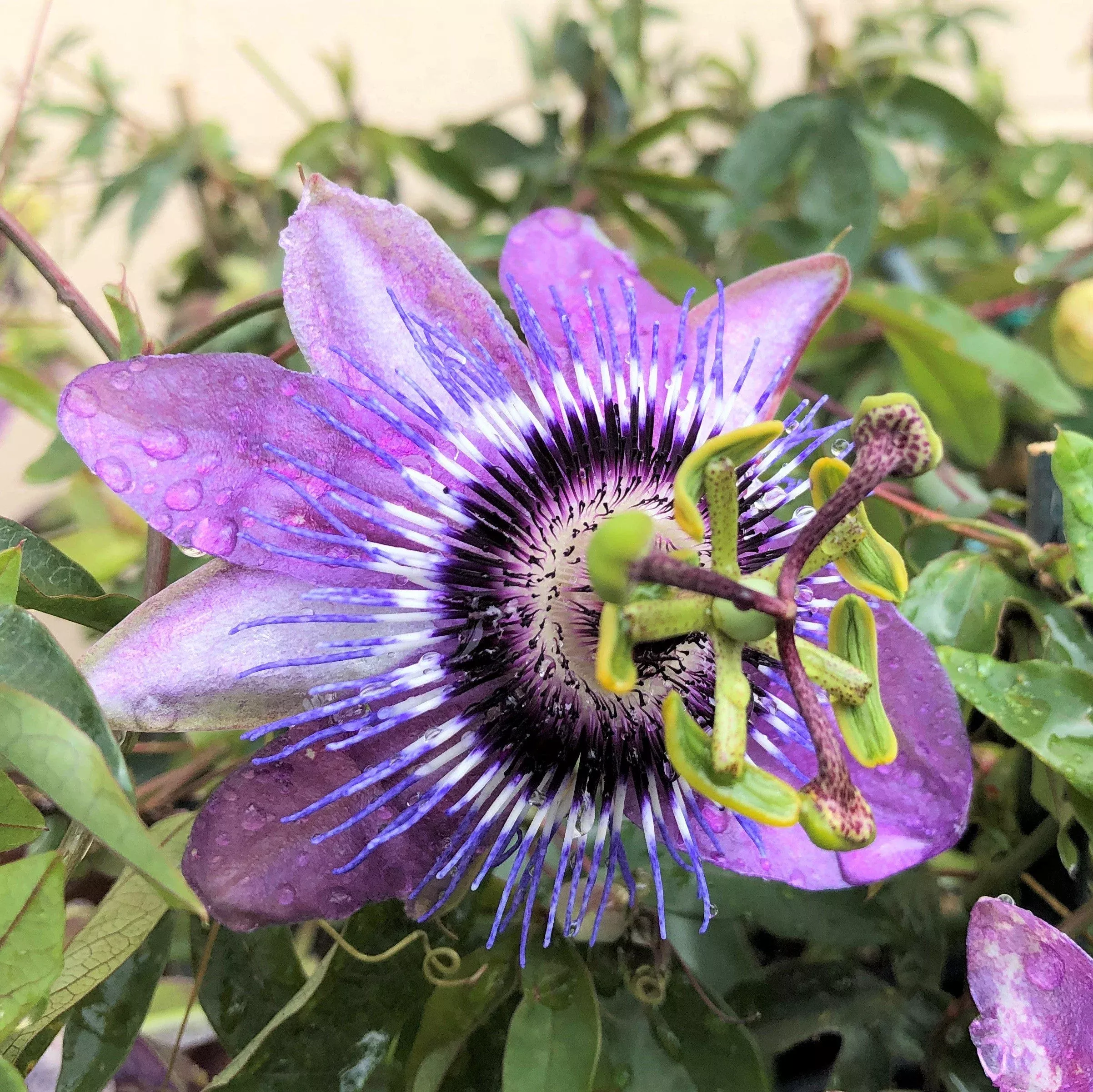 Passiflora - Passion Flower Betty Myles Young (Fragrant)