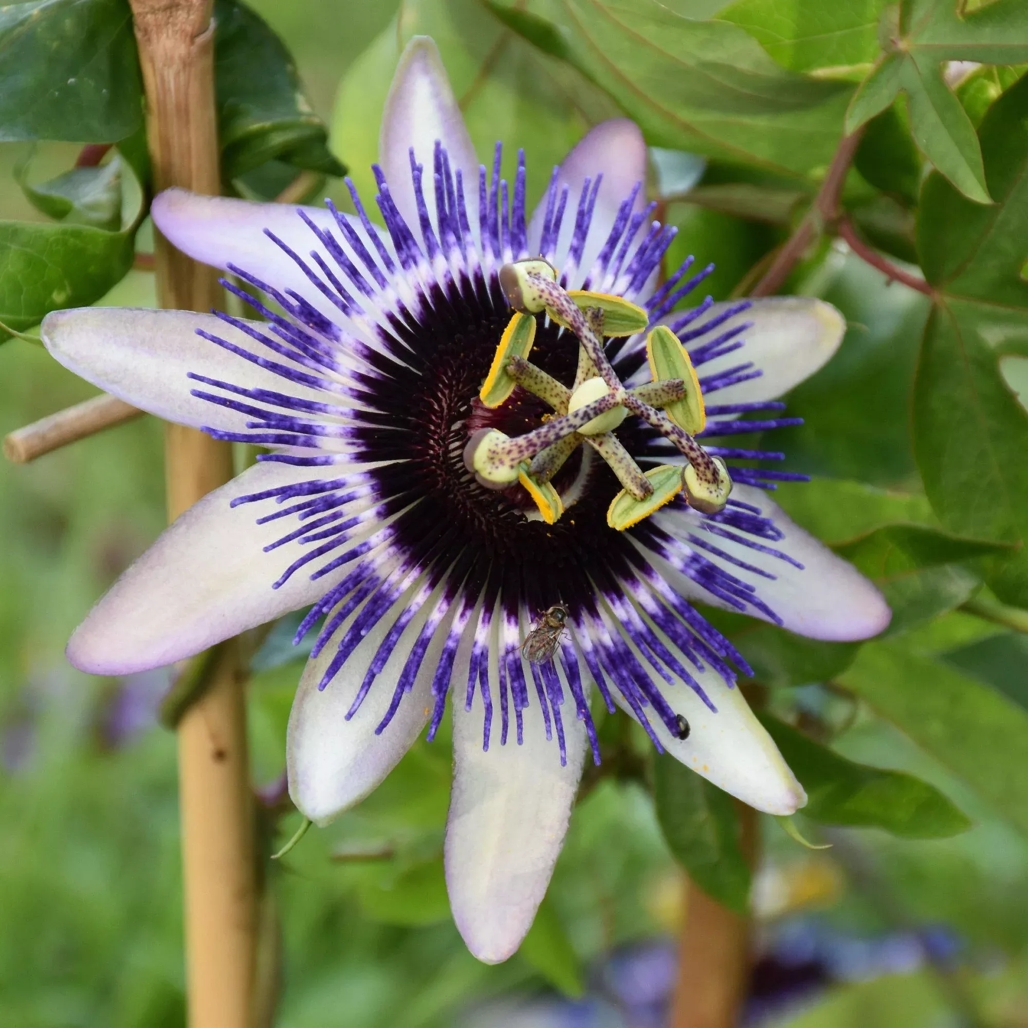 Passiflora - Passion Flower Clear Sky