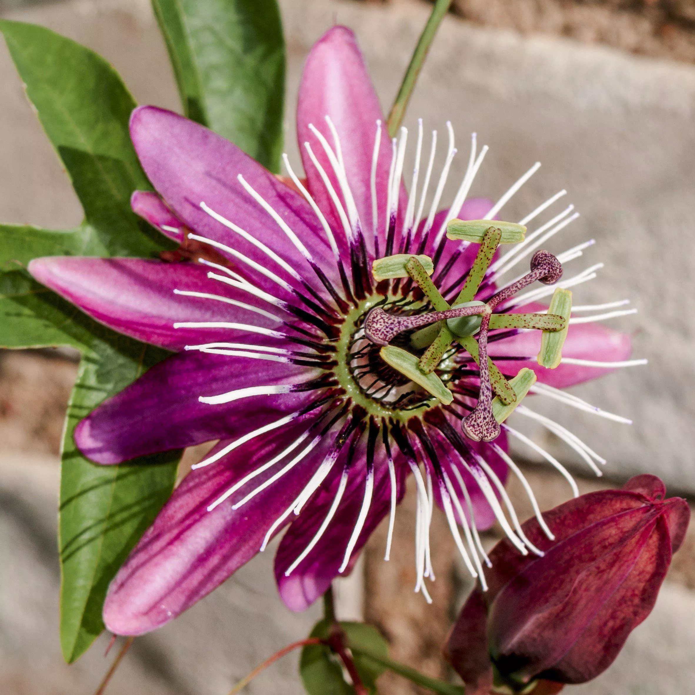Passiflora - Passion Flower Victoria (Edible Fruit)