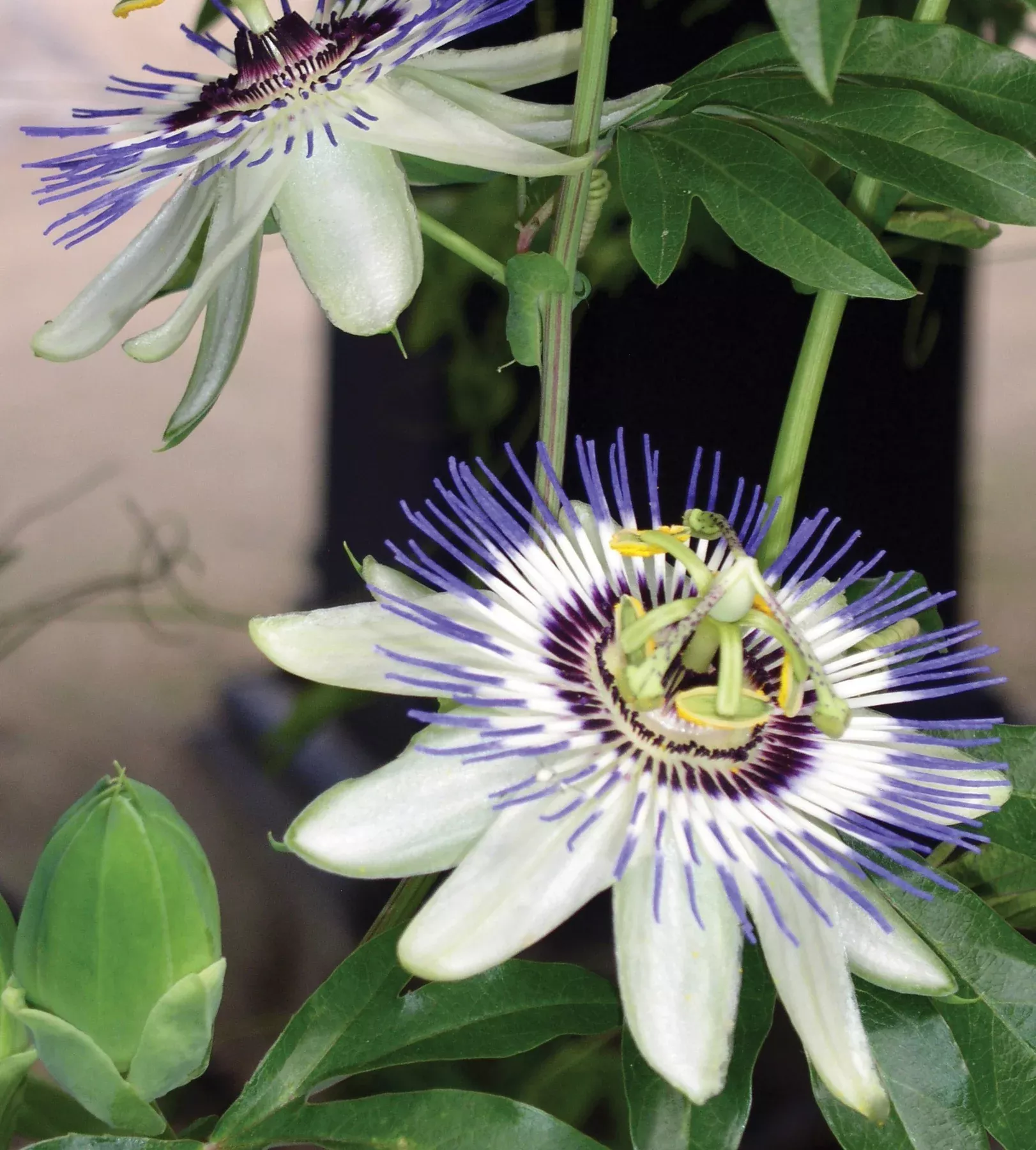 Passion Flower