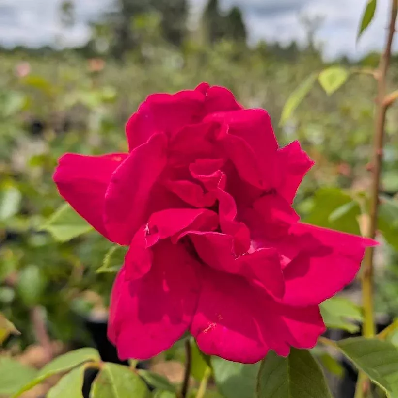 Paul's Scarlet Climbing Rose