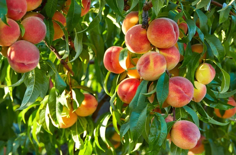 Peach Tree