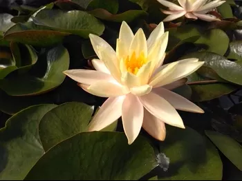 Peachy Keen - Changeable Hardy Lily