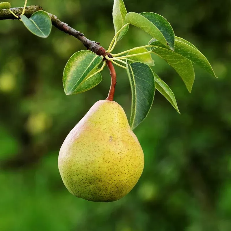 Pear Tree 'Bartlett'