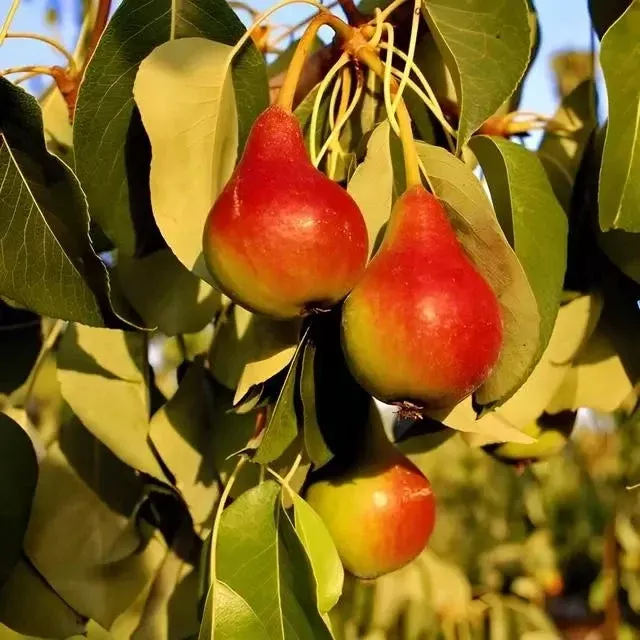 Pear Tree