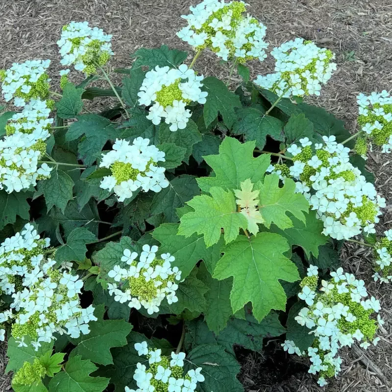‘Pee Wee’ Oakleaf Hydrangea
