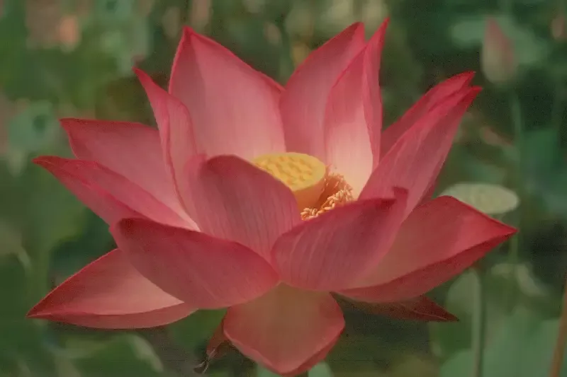 Pekinensis Red - Lotus