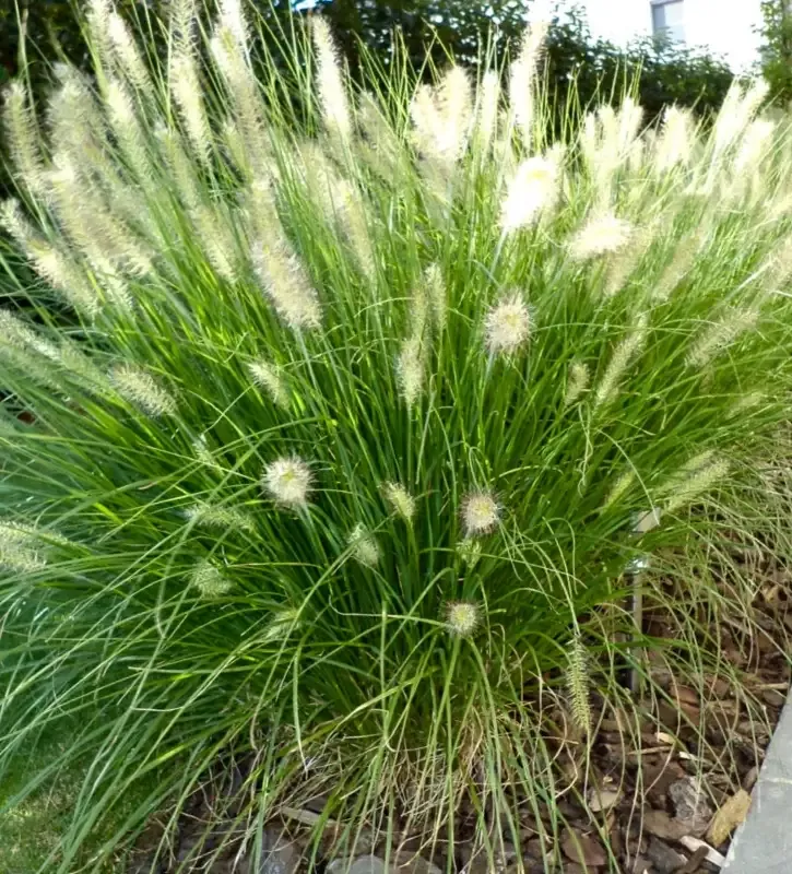 Pennisetum 'Hameln'