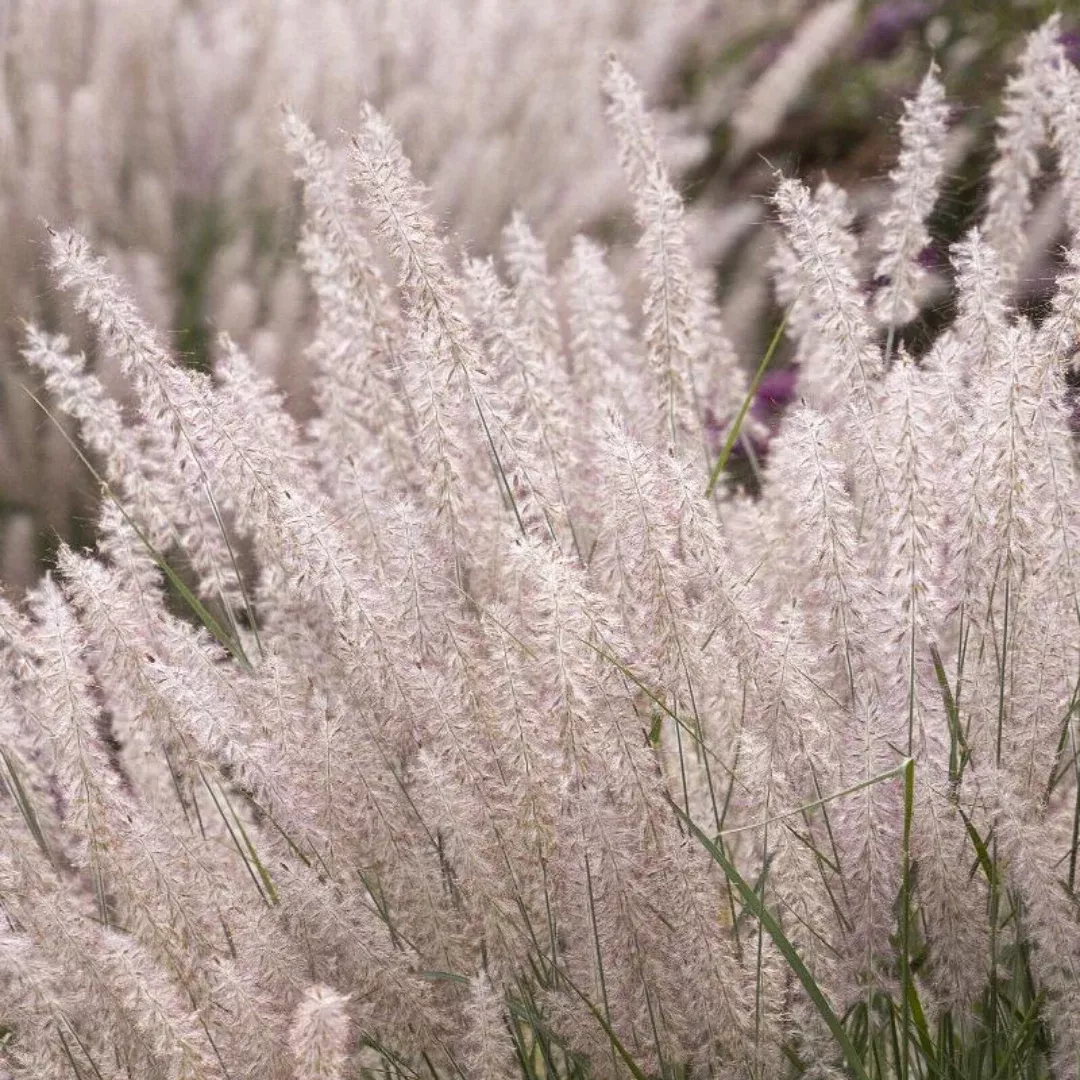 Pennisetum 'Karley Rose'