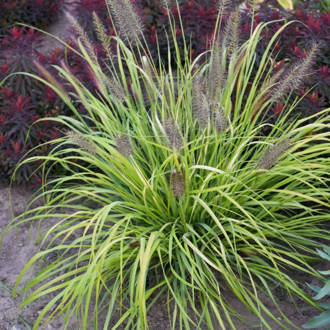 Pennisetum 'Lemon Squeeze'