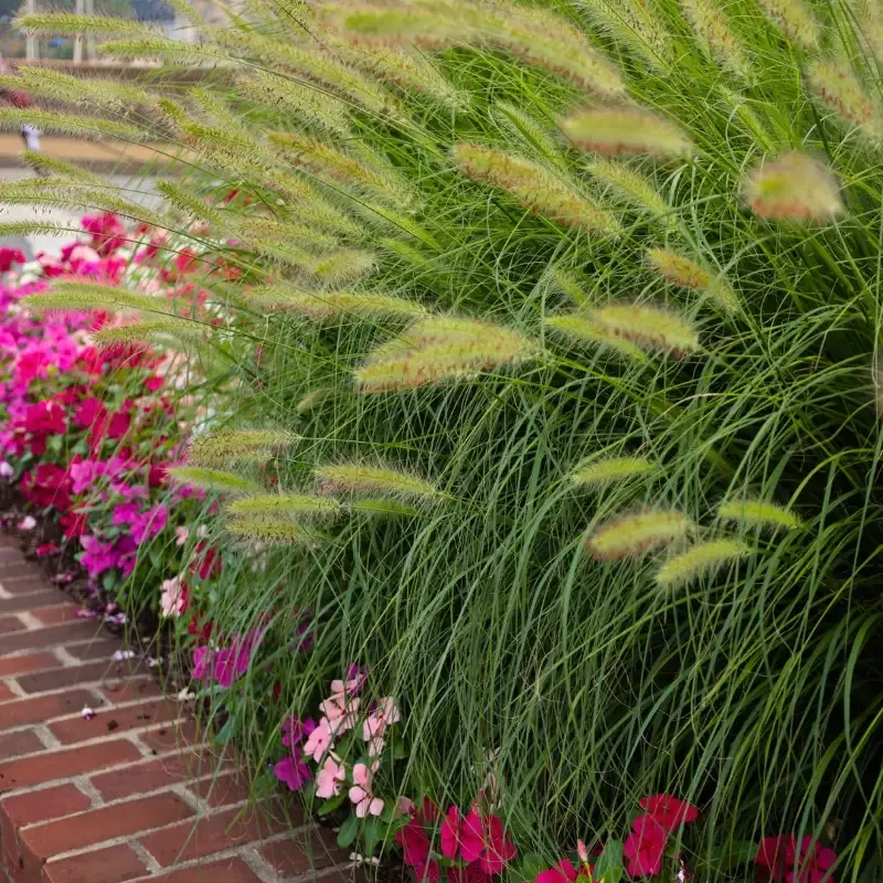 Pennisetum 'Little Bunny'