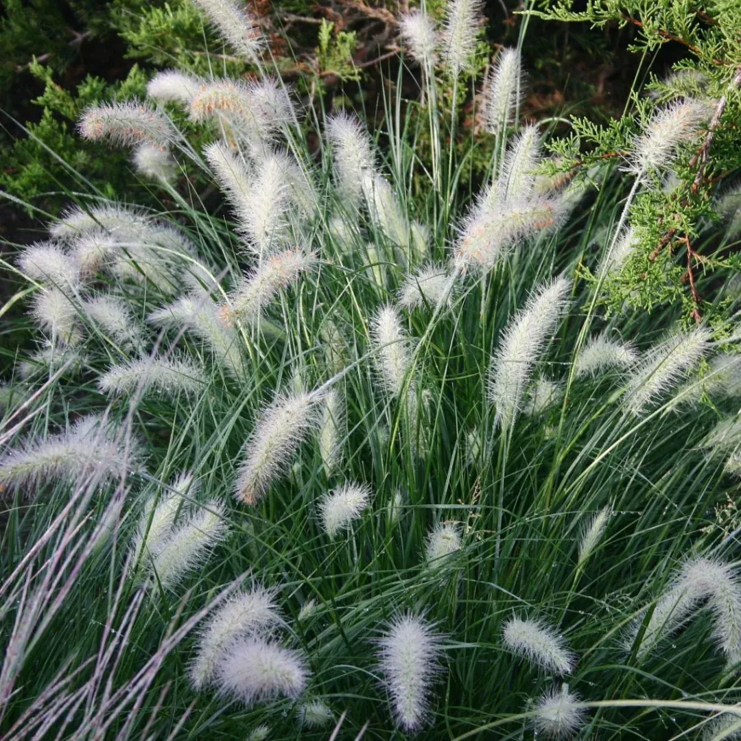 Pennisetum 'Piglet'