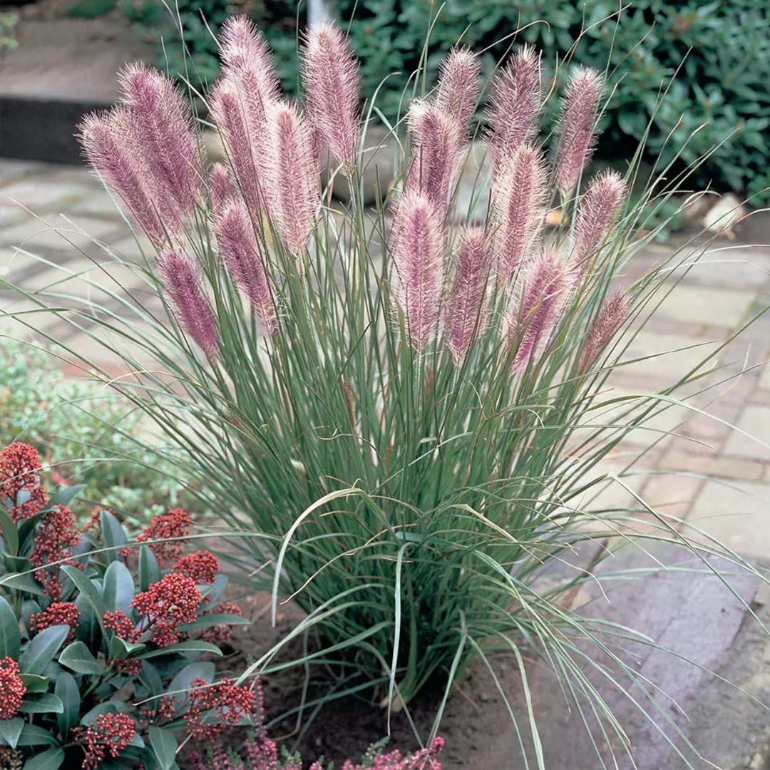 Pennisetum 'Red Head'