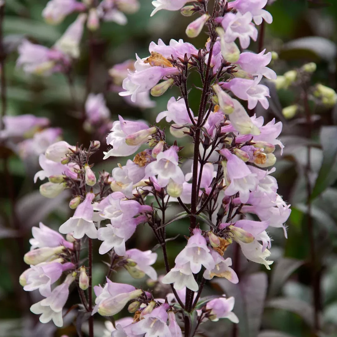 Penstemon 'Blackbeard'
