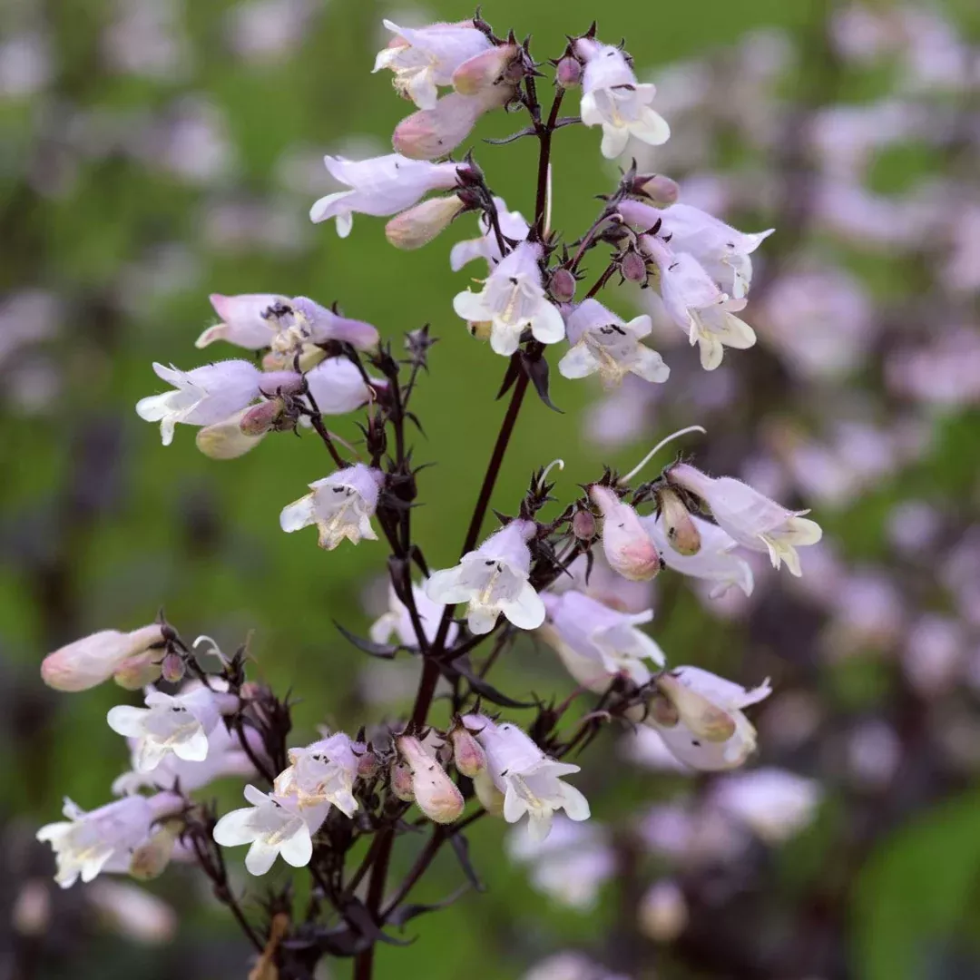 Penstemon 'Onyx & Pearls'