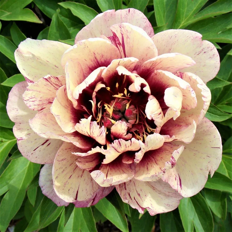 Peony - All That Jazz