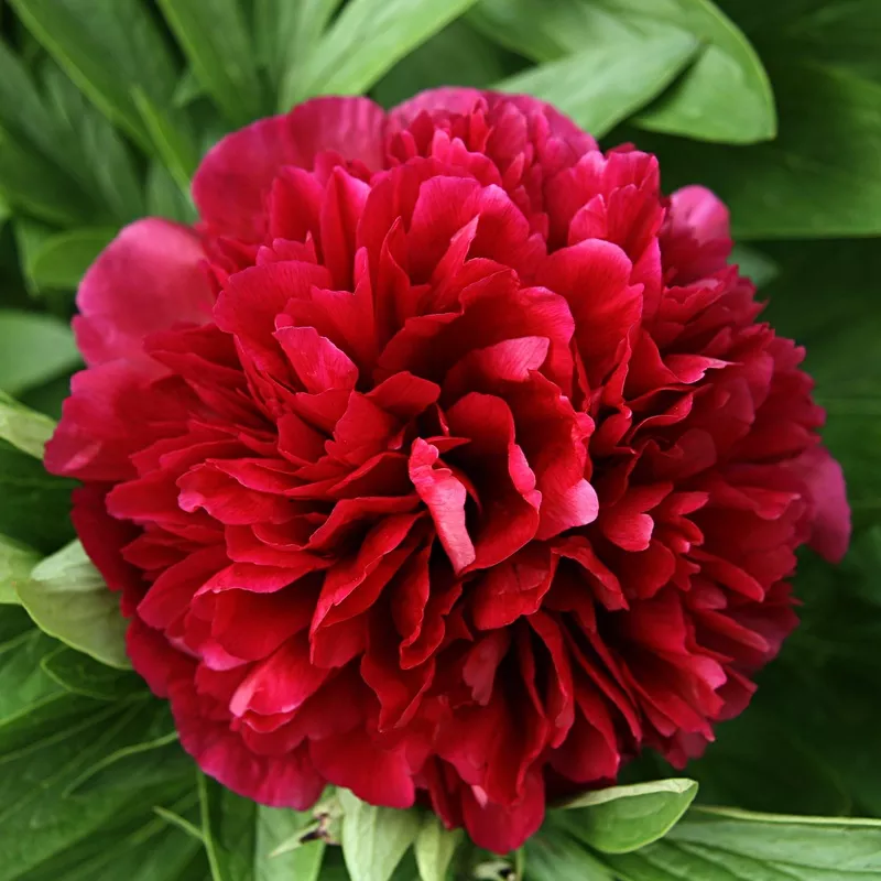 Peony – Benjamin Franklin