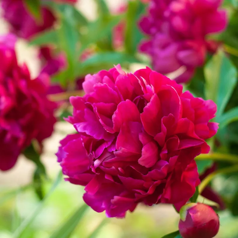 Peony - Big Ben