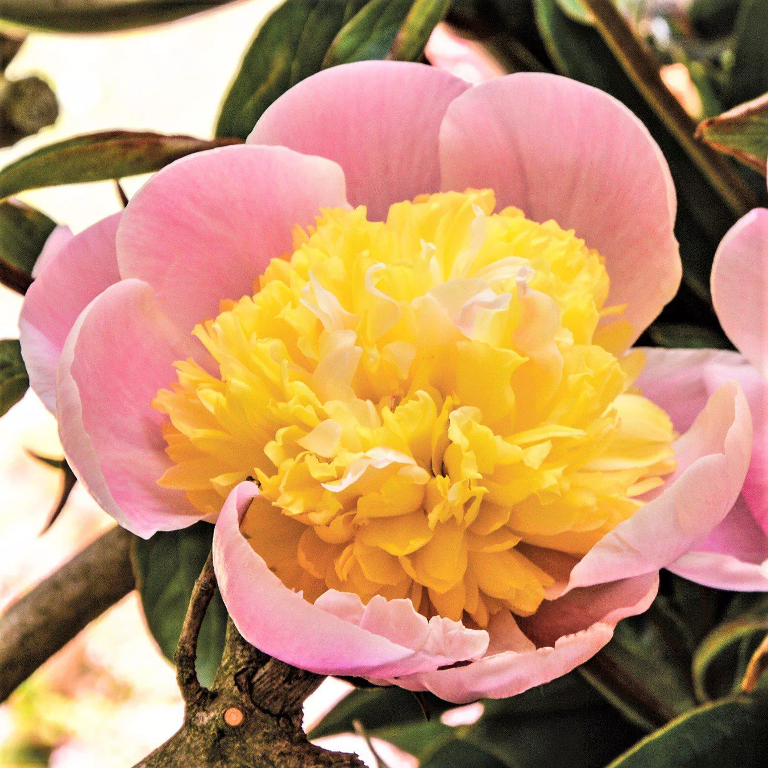 Peony - Butter Bowl