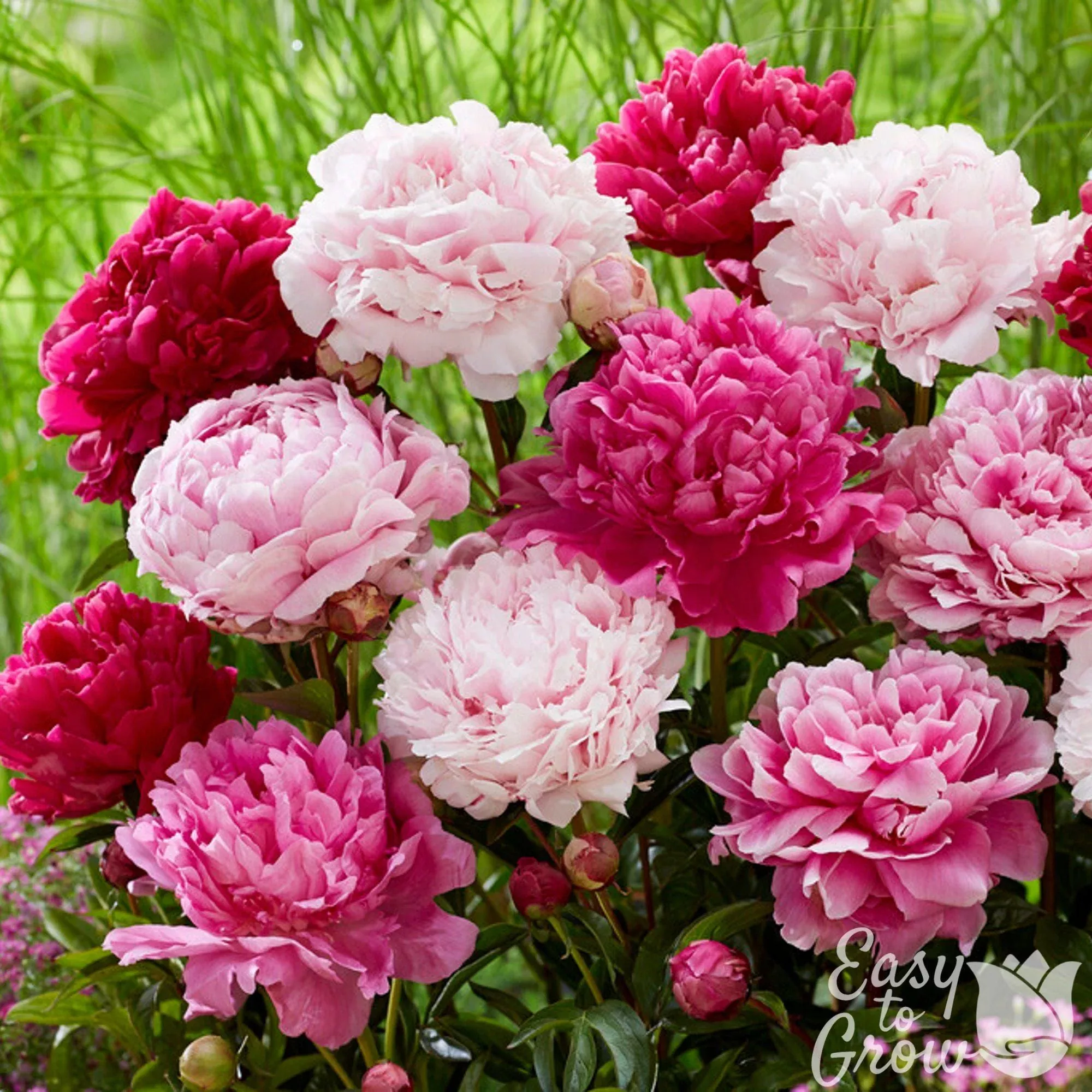 Peony - Double Flowering Mix