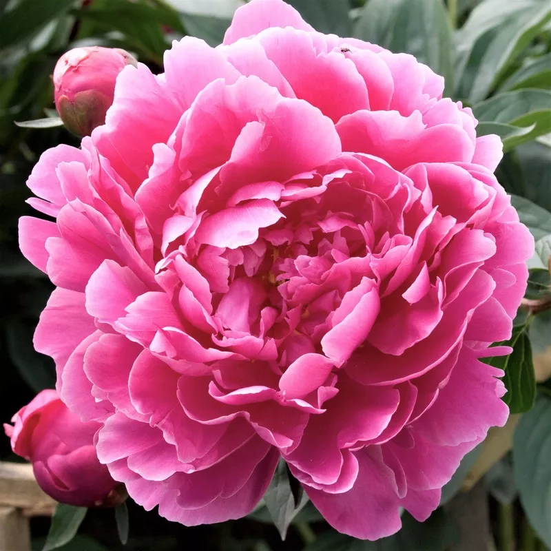 Peony – Dr Alexander Flemming