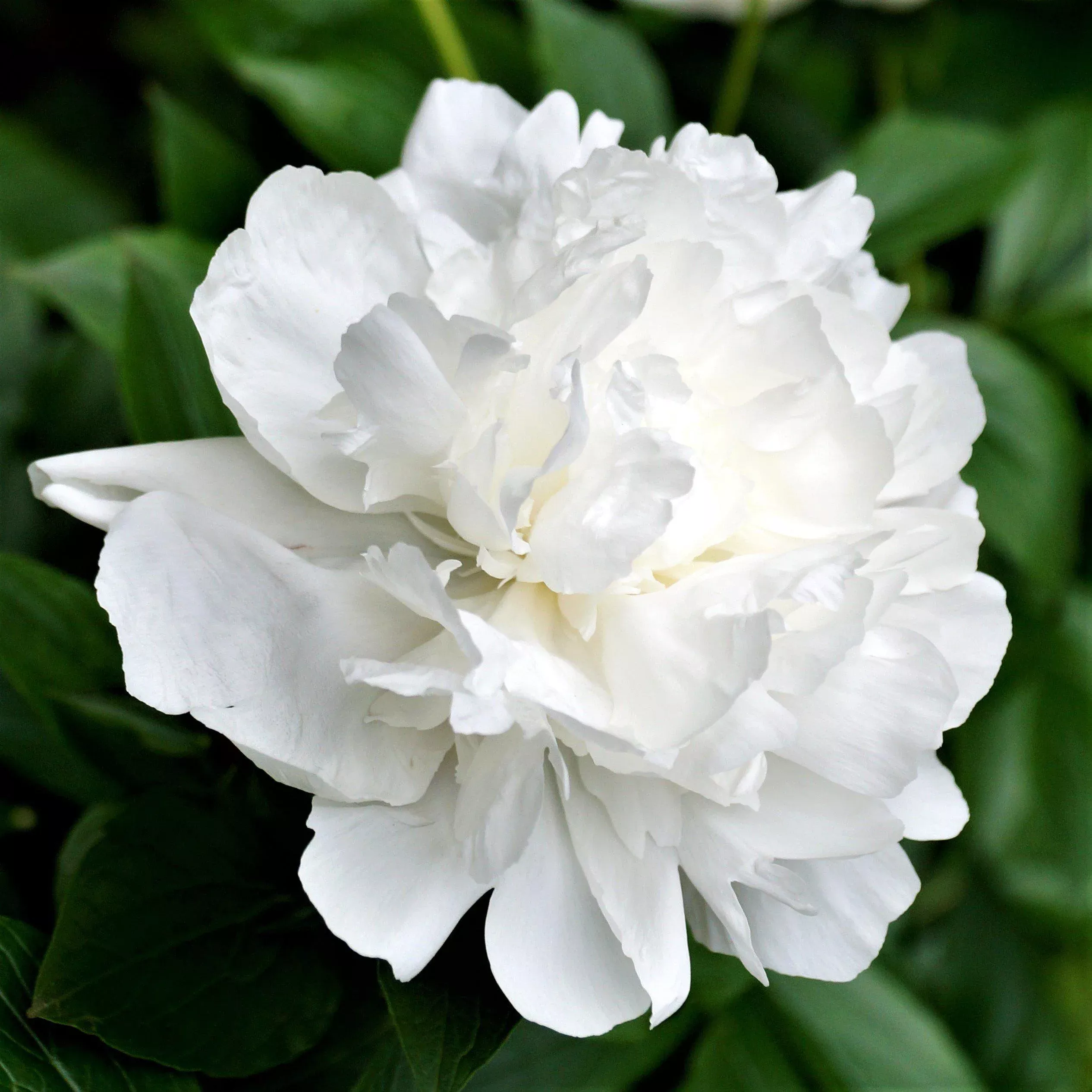 Peony - Duchess de Nemours