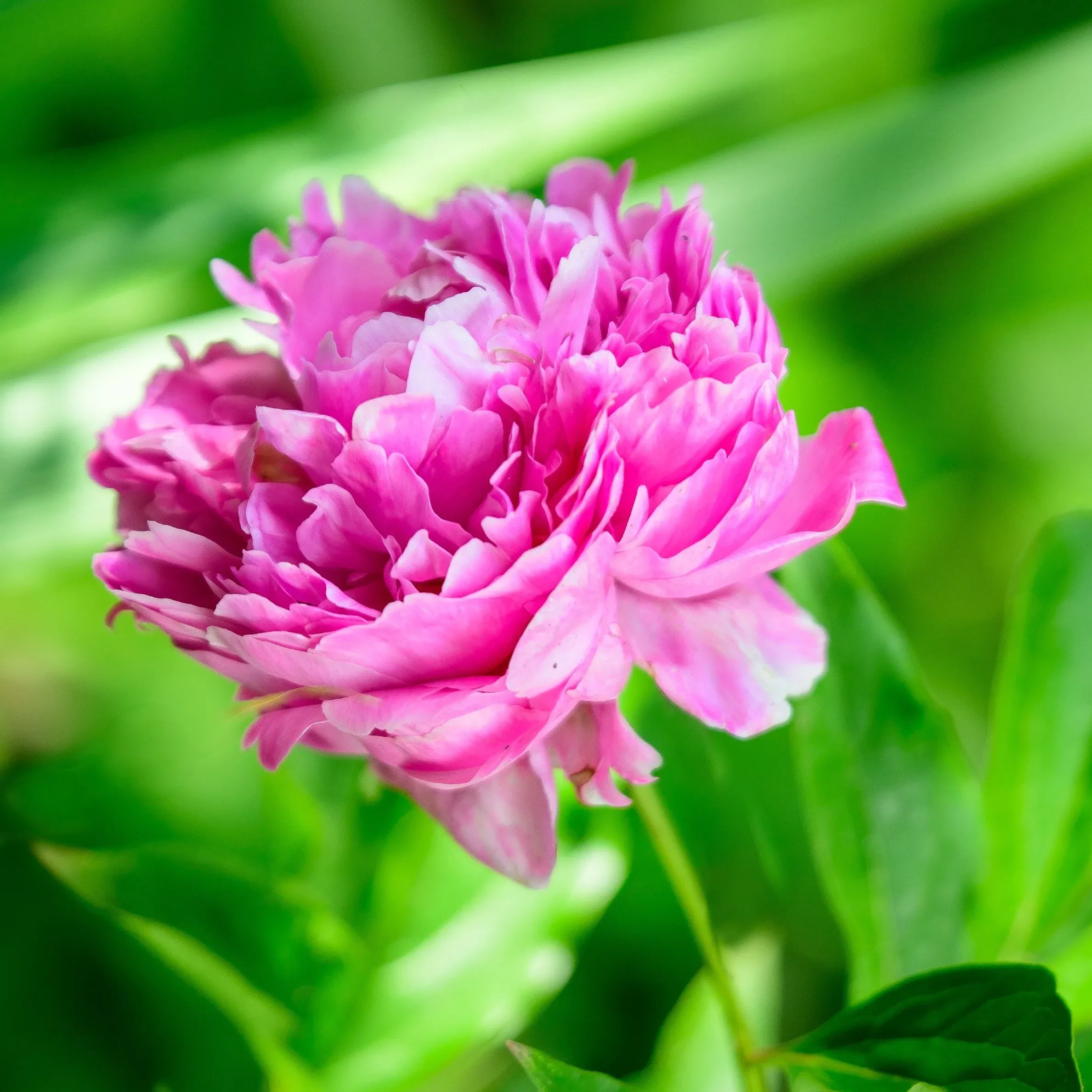 Peony - Edulis Superba