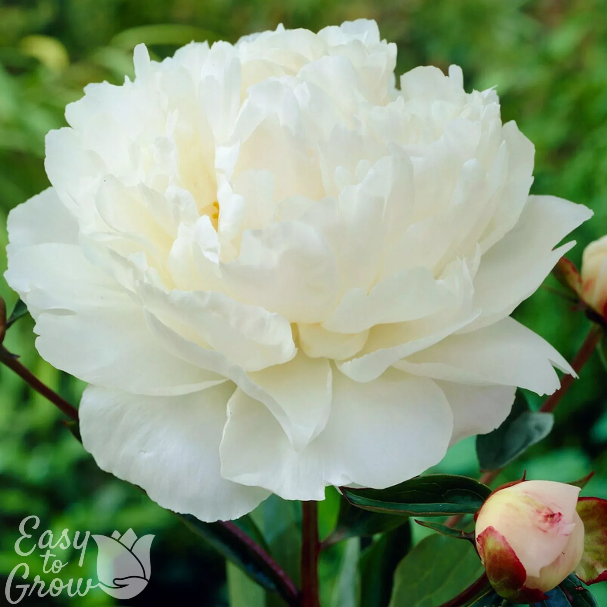 Peony - Gardenia