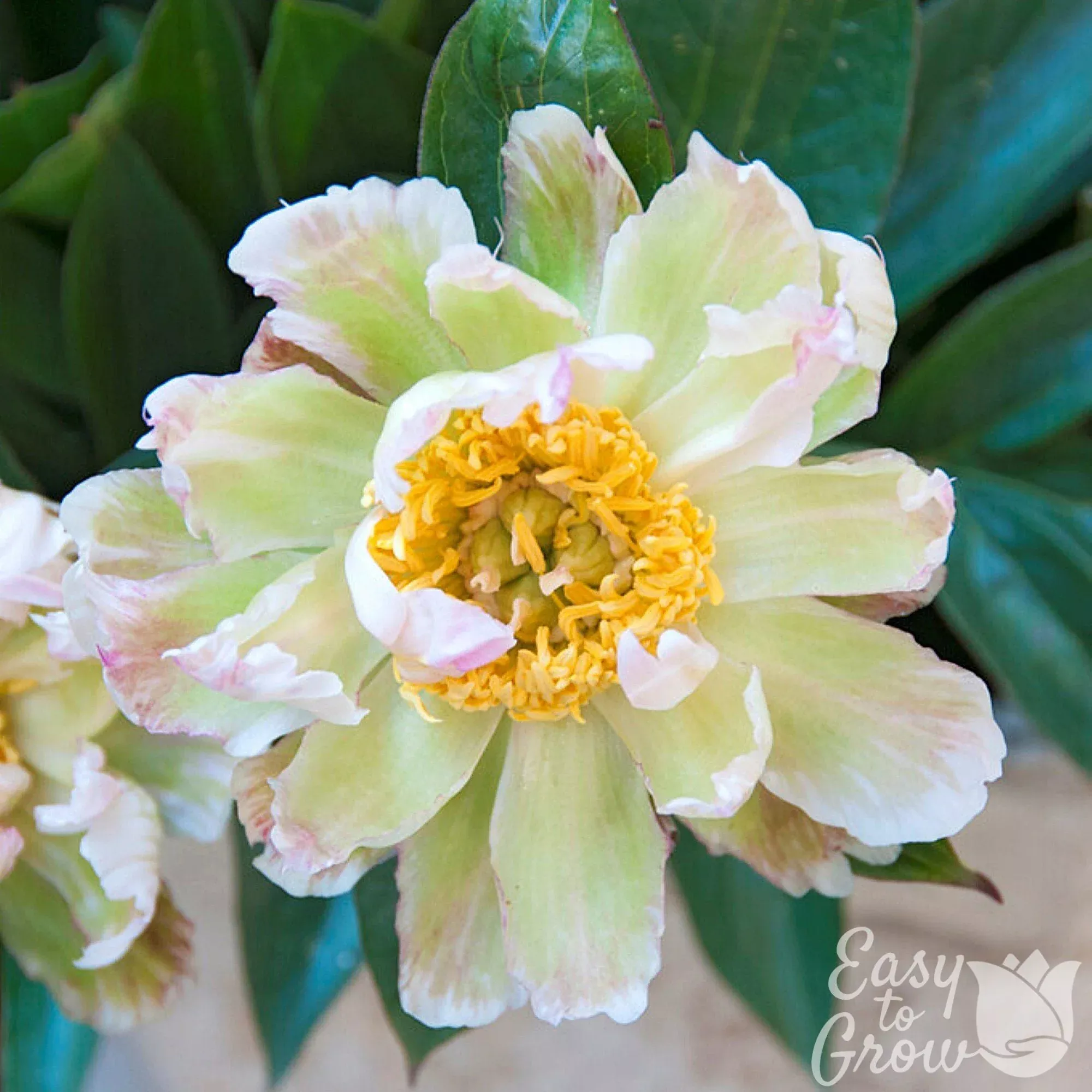Peony - Green Lotus