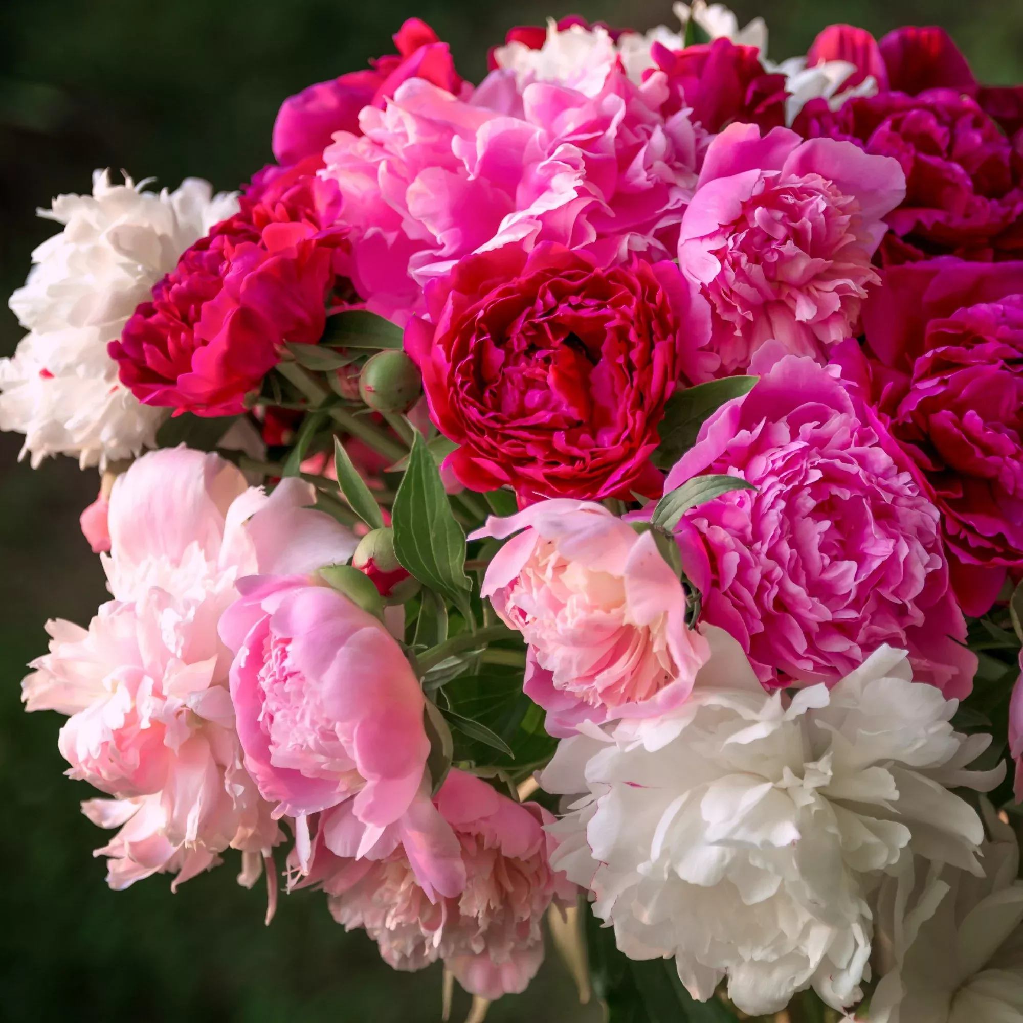 Peony - Long Blooming Collection