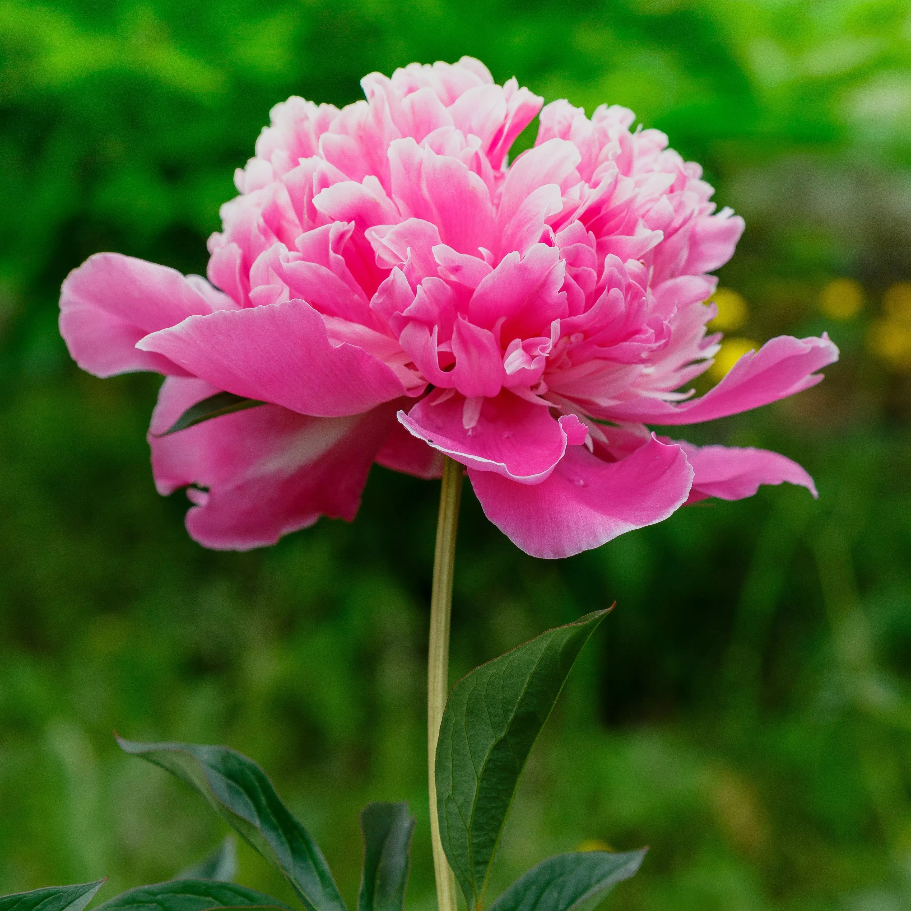 Peony - Madame Emile Debatene