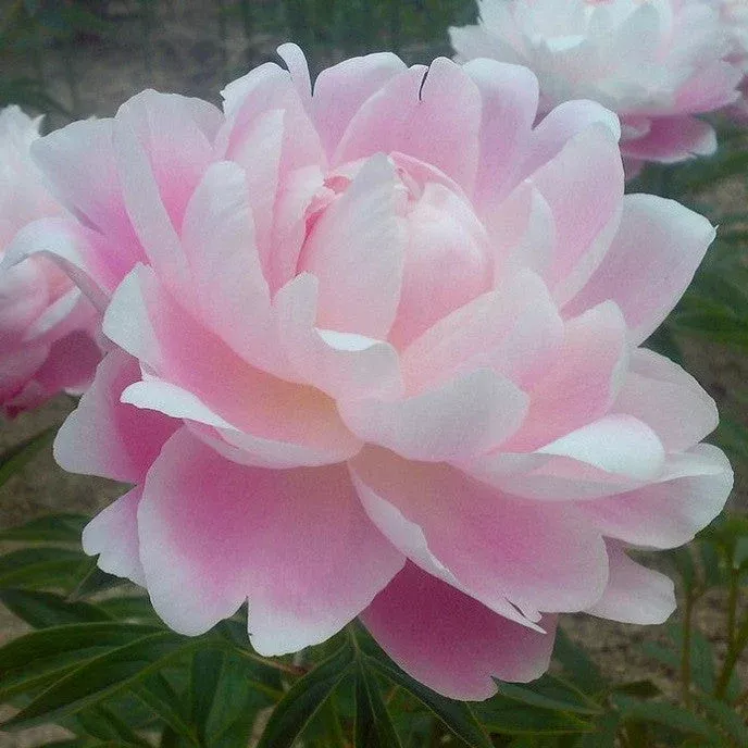 Peony - Mrs. F.D. Roosevelt