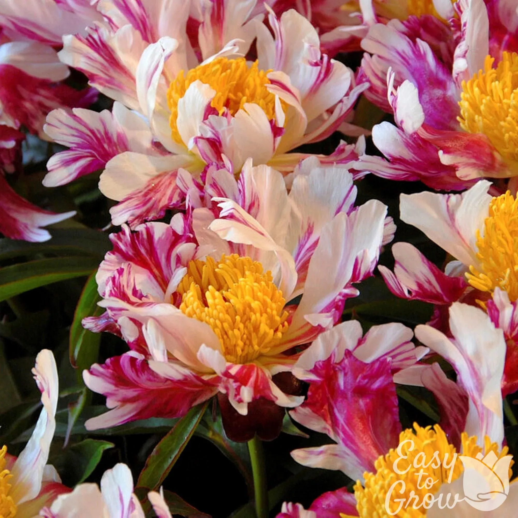 Peony - Peppermint Stick