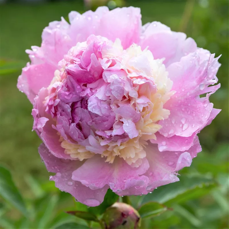 Peony – Raspberry Sundae