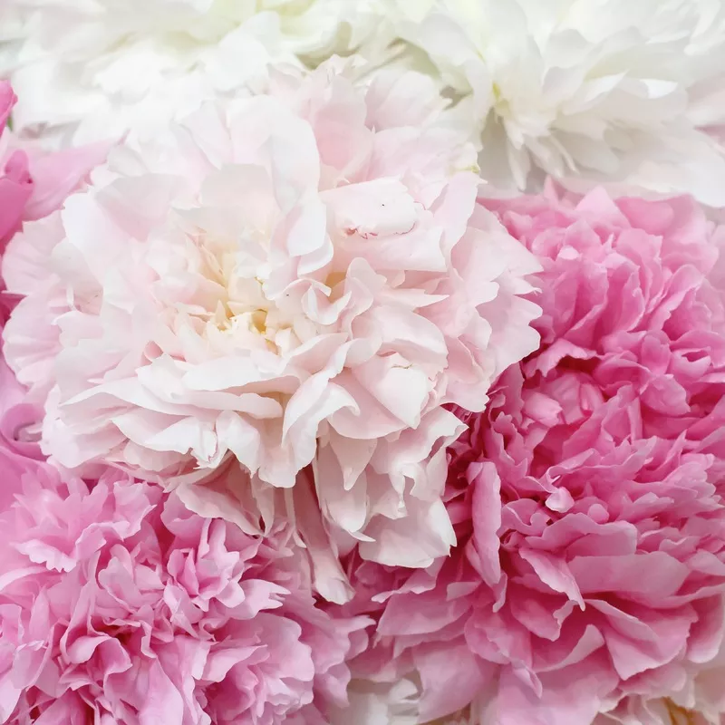 Peony - Sweet Scented Collection