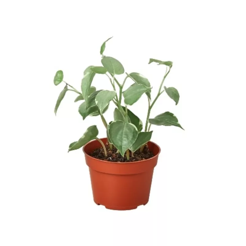 Peperomia, Cupid